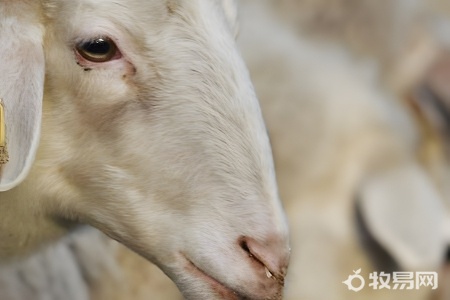 怎样正确养殖山羊