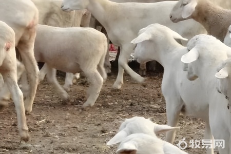 养羊的书籍哪种较好