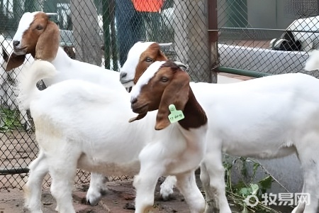 为什么不能大规模养羊