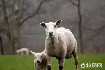 100亩地能养多少只羊