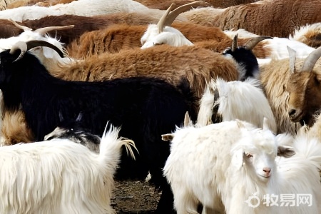 怎么养羊才能赚钱