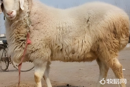 散养羊一亩地养多少只