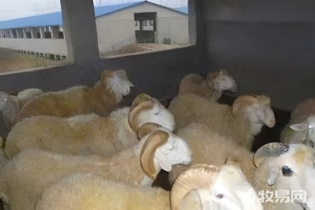 买草养羊有利润吗