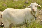 育肥羊的养殖方法和技术