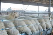 农村养羊养什么品种羊最好