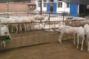 养羊技术和饲养方法