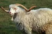 家养羊多少钱一只