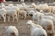 养羊的技术和管理方法
