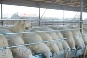 羊子的养殖方法