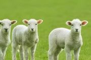 养羊的技术和养殖方法