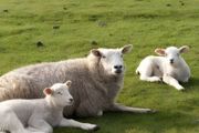 全国哪里养羊最多