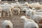 圈养羊和放养羊哪种长得快