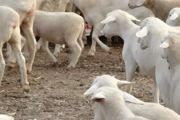 三亩地能养多少只羊