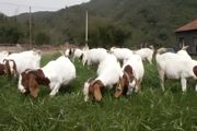散养羊的养殖方法