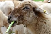 养羊常见病有哪几种病