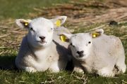种一亩地草能养多少只羊