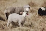 家庭小型养羊怎么养殖