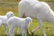 新手养羊的方法