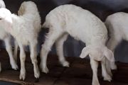 家庭养羊最多养多少只