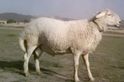 养羊技术及羊的养殖方法