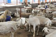 发酵床养羊技术成熟吗