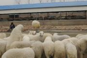 养羊的方法和技术