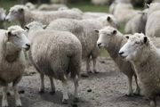 一平方米可以养多少只羊