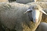 羊的饲养方法 介绍羊饲养技巧