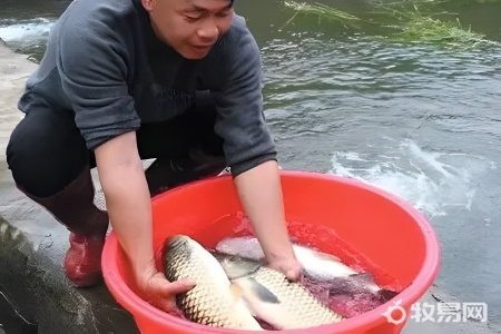 河里逮的鱼怎么养在家里