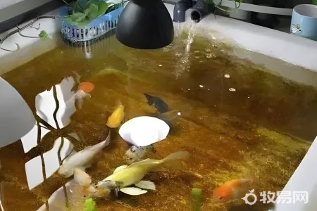 土霉素养鱼怎么用