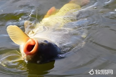 50的海缸能养多少鱼