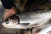 白鲢鱼养殖的方法及技术