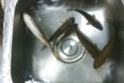 慈鲷鱼的养殖方法