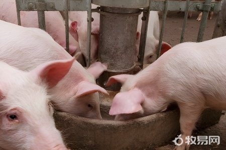 养殖猪的方法