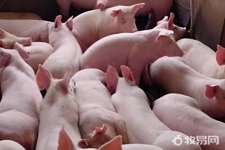 人工喂养小猪能养活吗