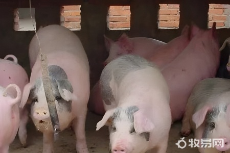 育肥猪多少平方养一头猪