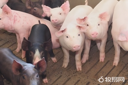 散养猪多少钱一斤