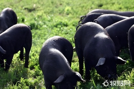 养殖猪的利润