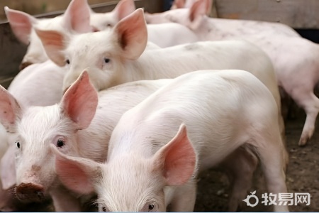猪养殖方法