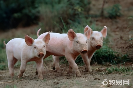 10平方猪舍可养多少头猪