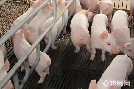 养殖猪多少天出栏
