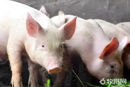 生猪养殖料肉比一般是多少