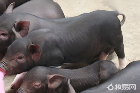 养猪国家有补助吗