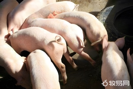 农民养猪有补贴吗