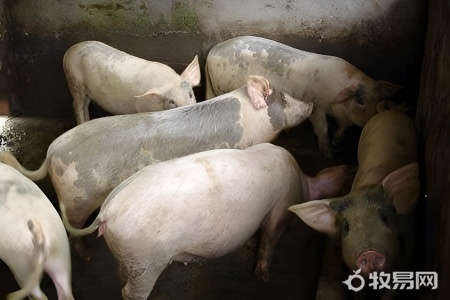 散养猪一亩地养多少只合适