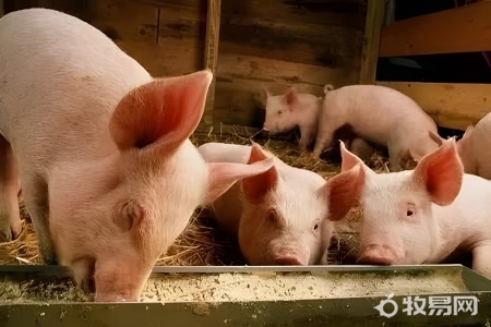 农村现在能养猪吗