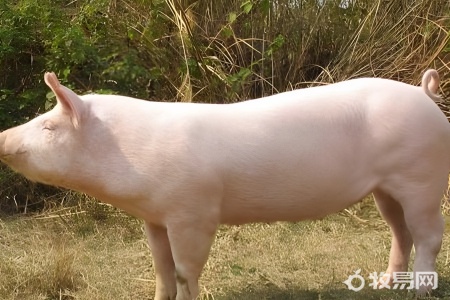 如何养猪致富