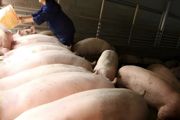 养猪的猪怎么养