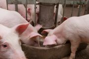 养殖猪的方法 介绍养殖猪技巧