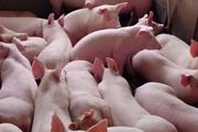 人工喂养小猪能养活吗